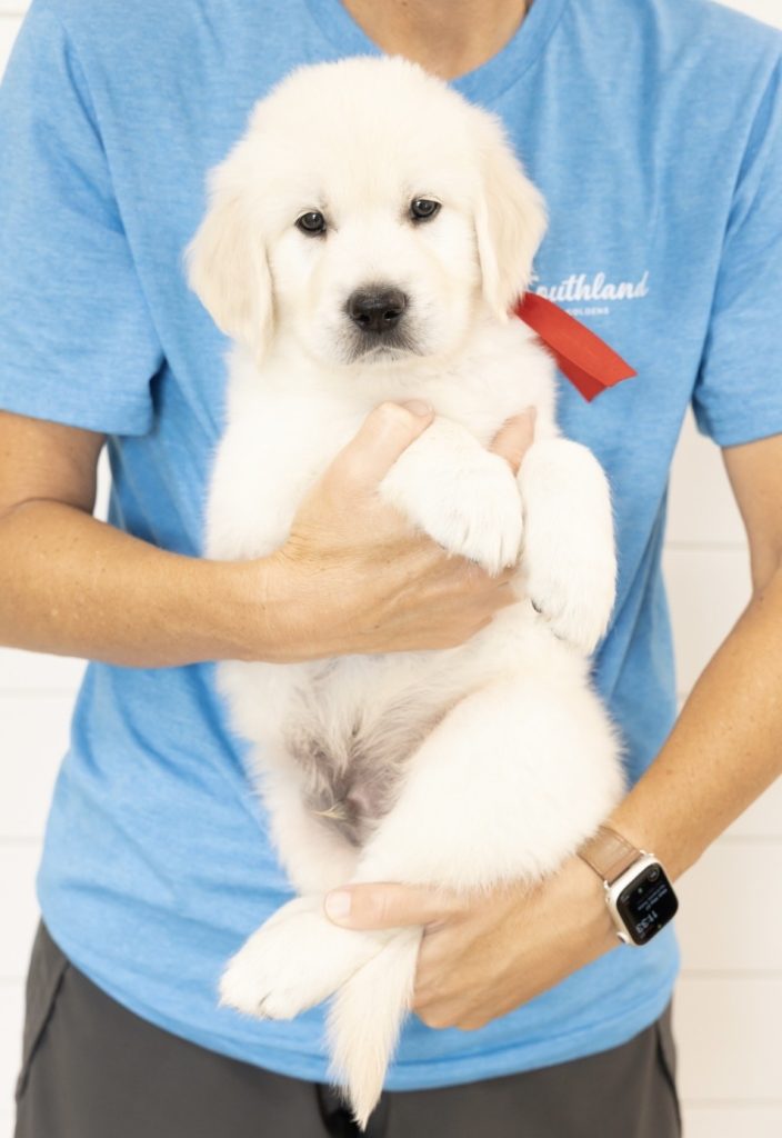 a person holding a puppy