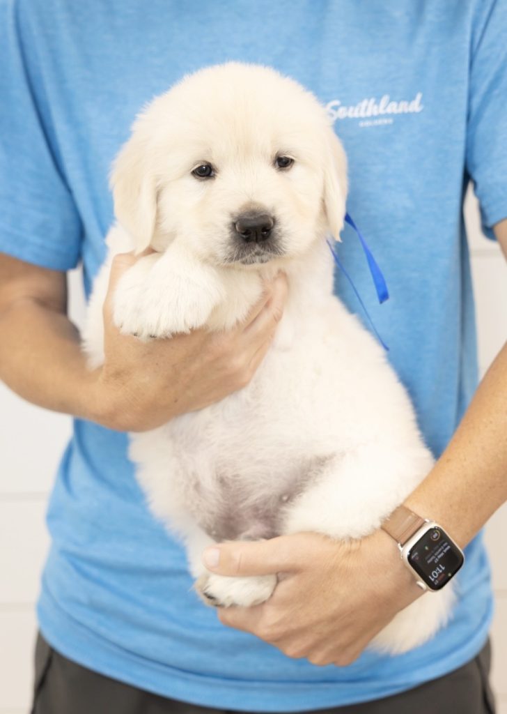 a person holding a puppy