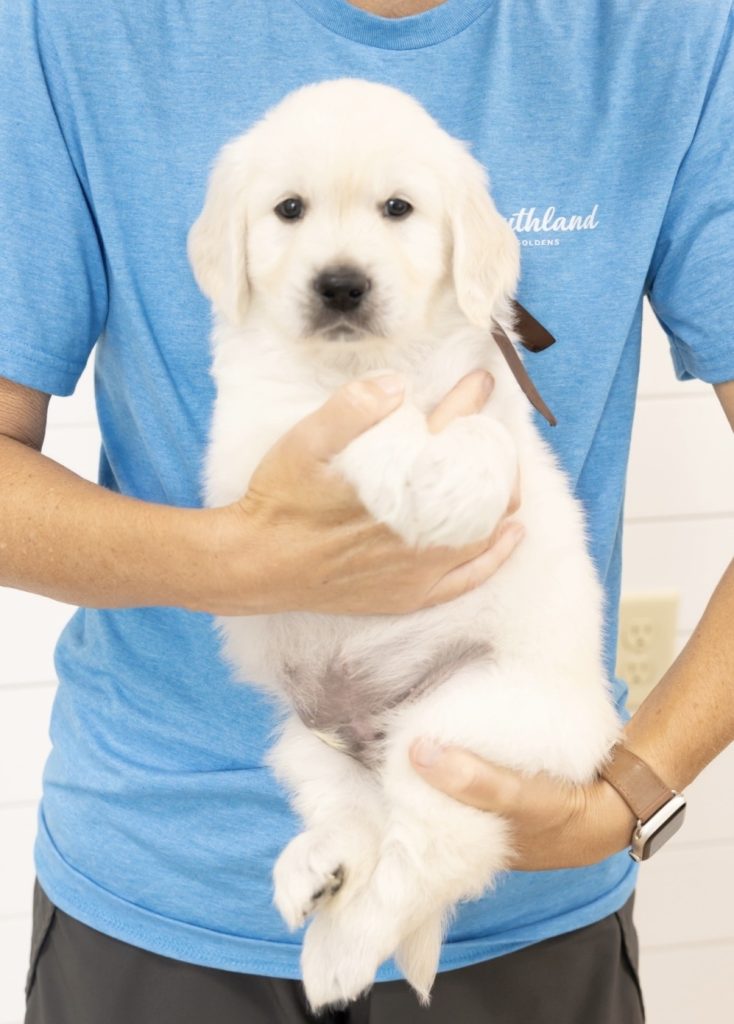 a person holding a puppy