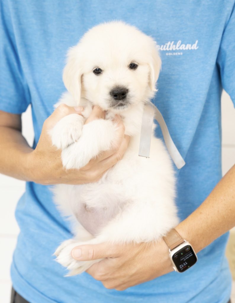 a person holding a puppy
