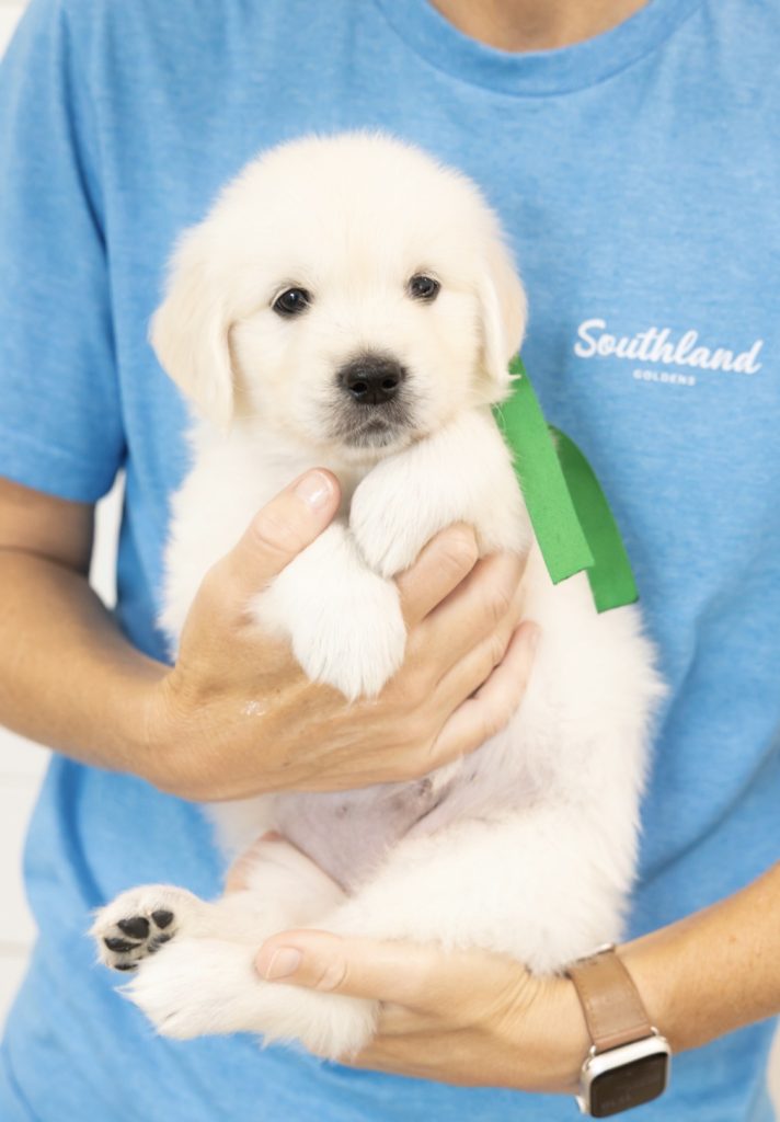 a person holding a puppy