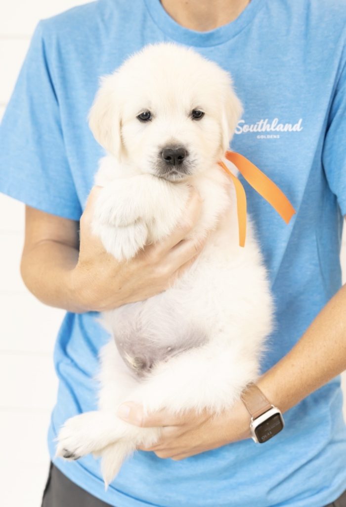 a person holding a puppy