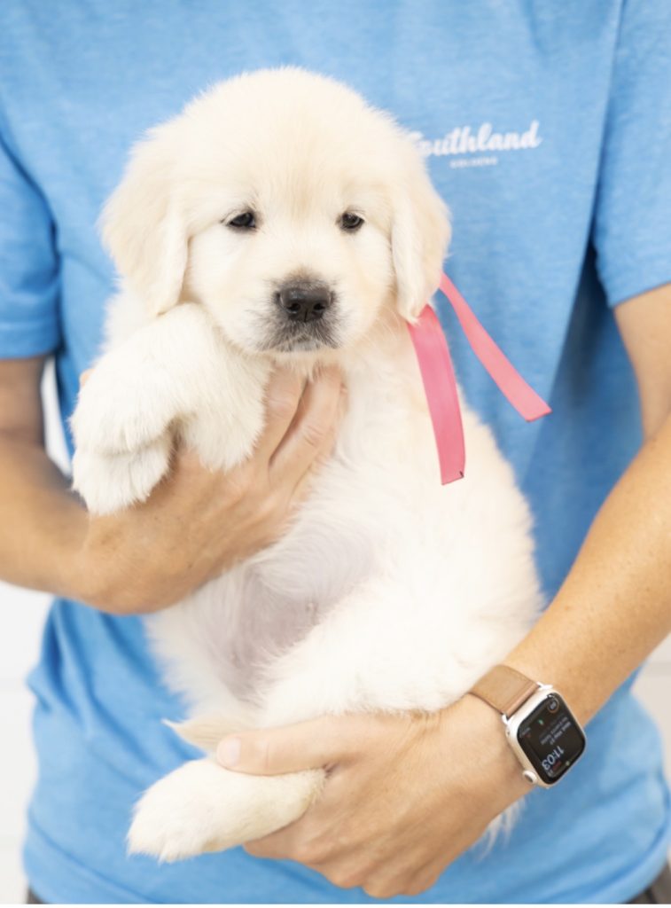 a person holding a puppy
