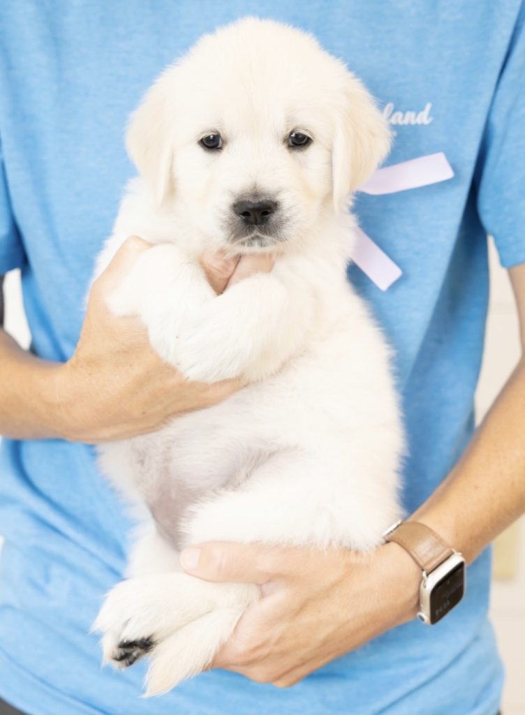 a person holding a puppy