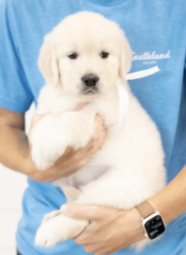 a person holding a puppy