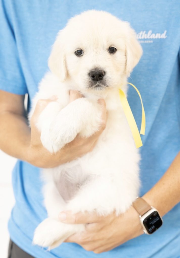 a person holding a puppy