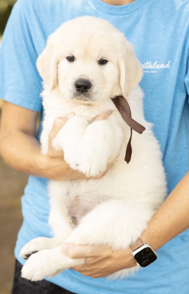 a person holding a puppy