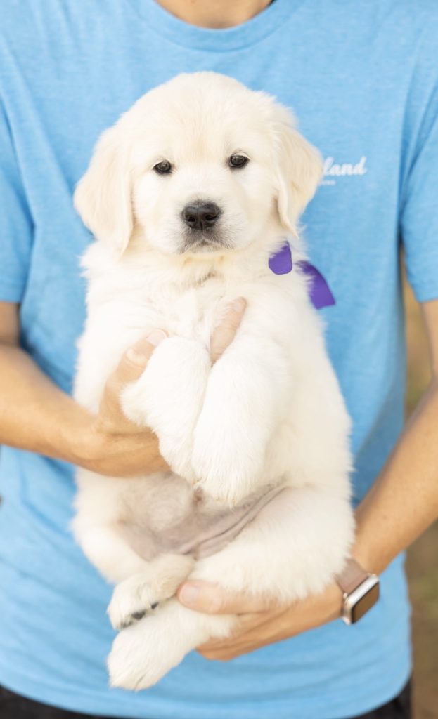 a person holding a puppy