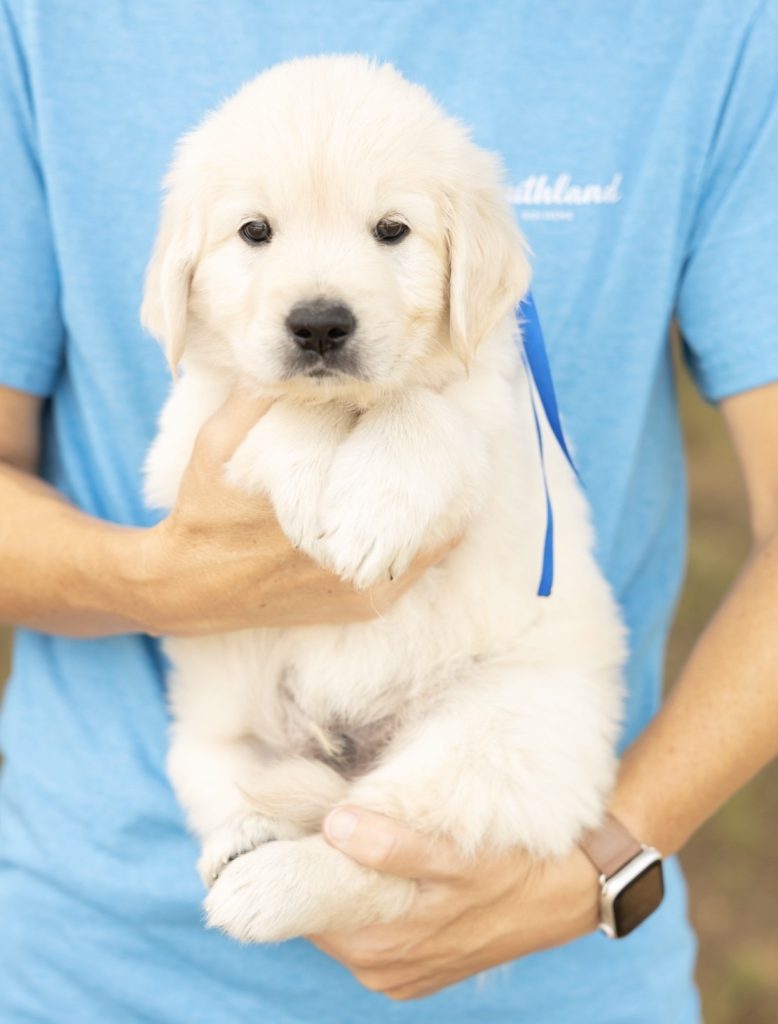 a person holding a puppy