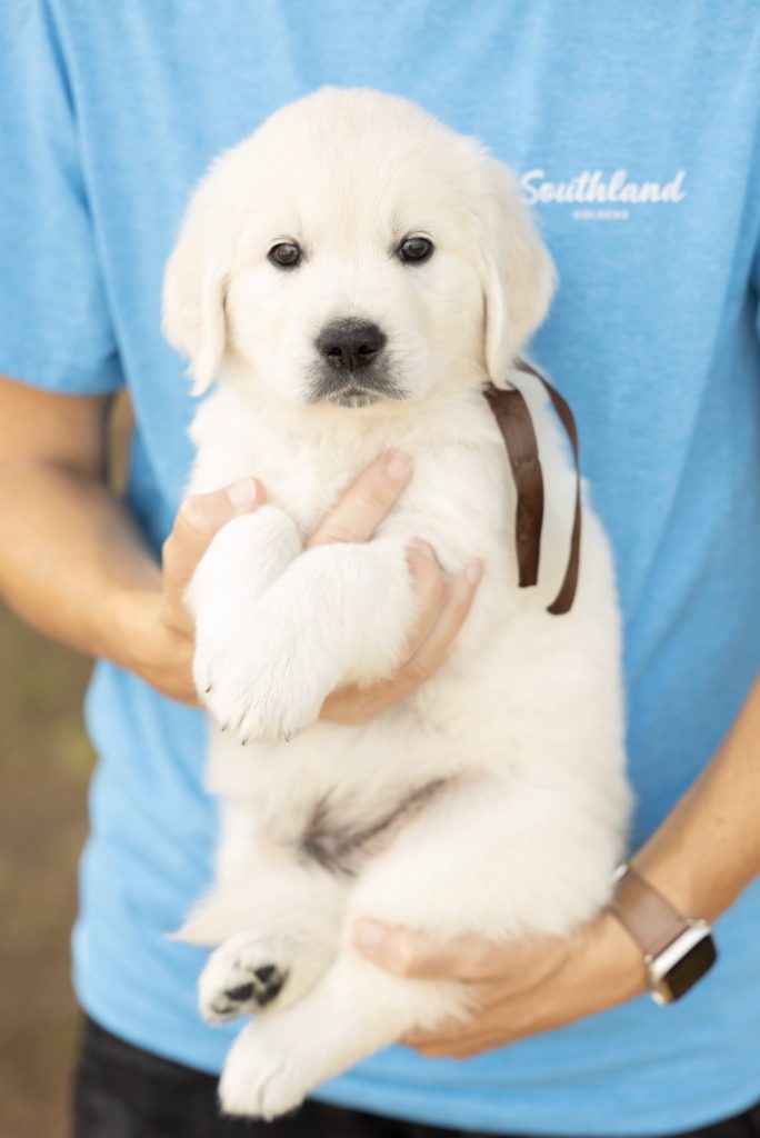 a person holding a puppy