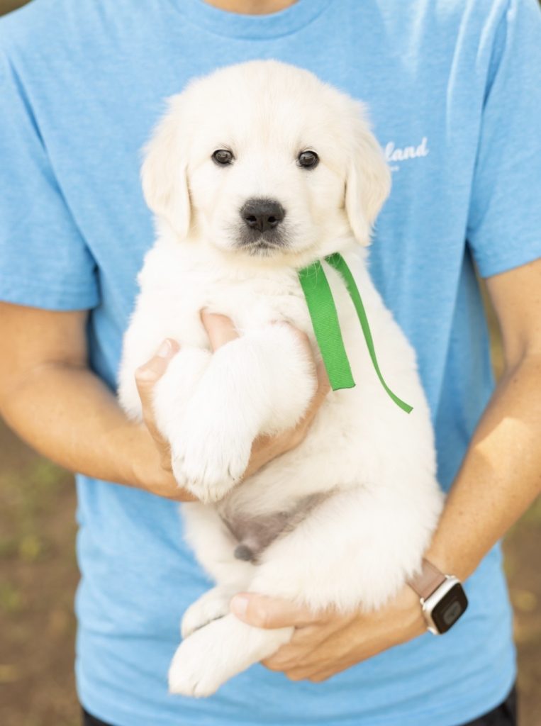 a person holding a white puppy