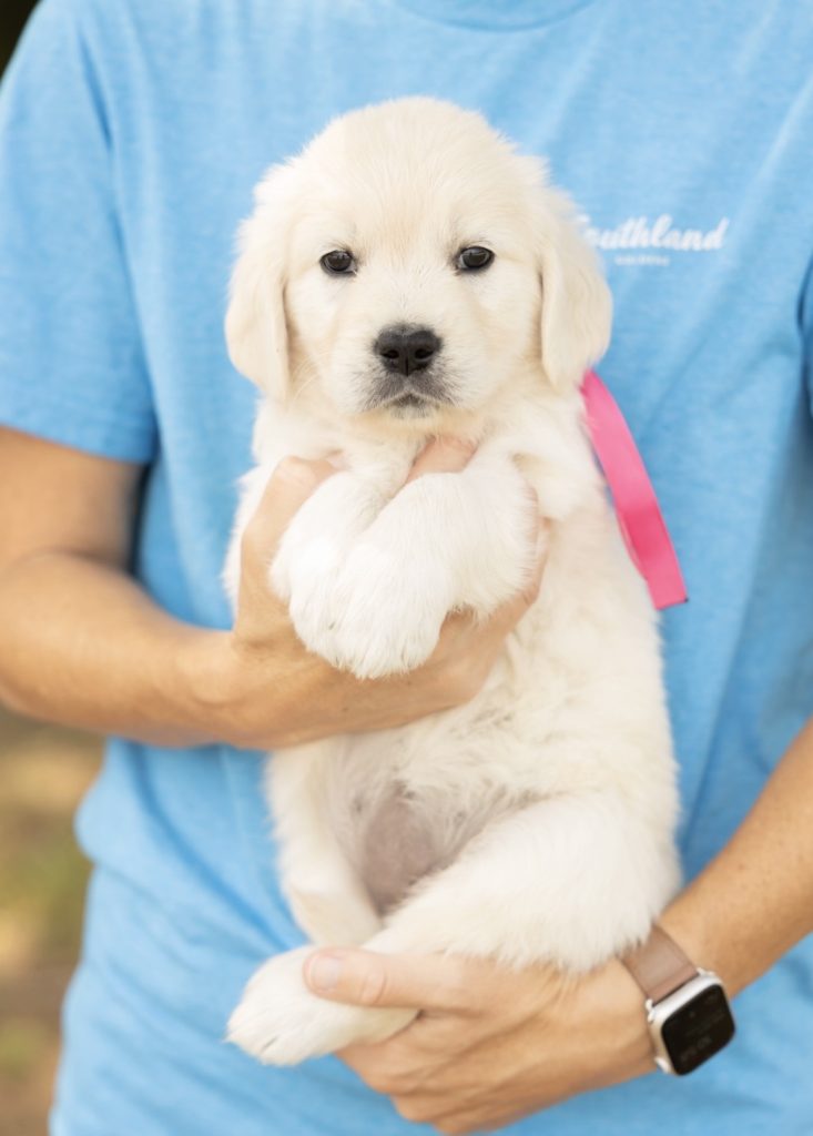 a person holding a puppy