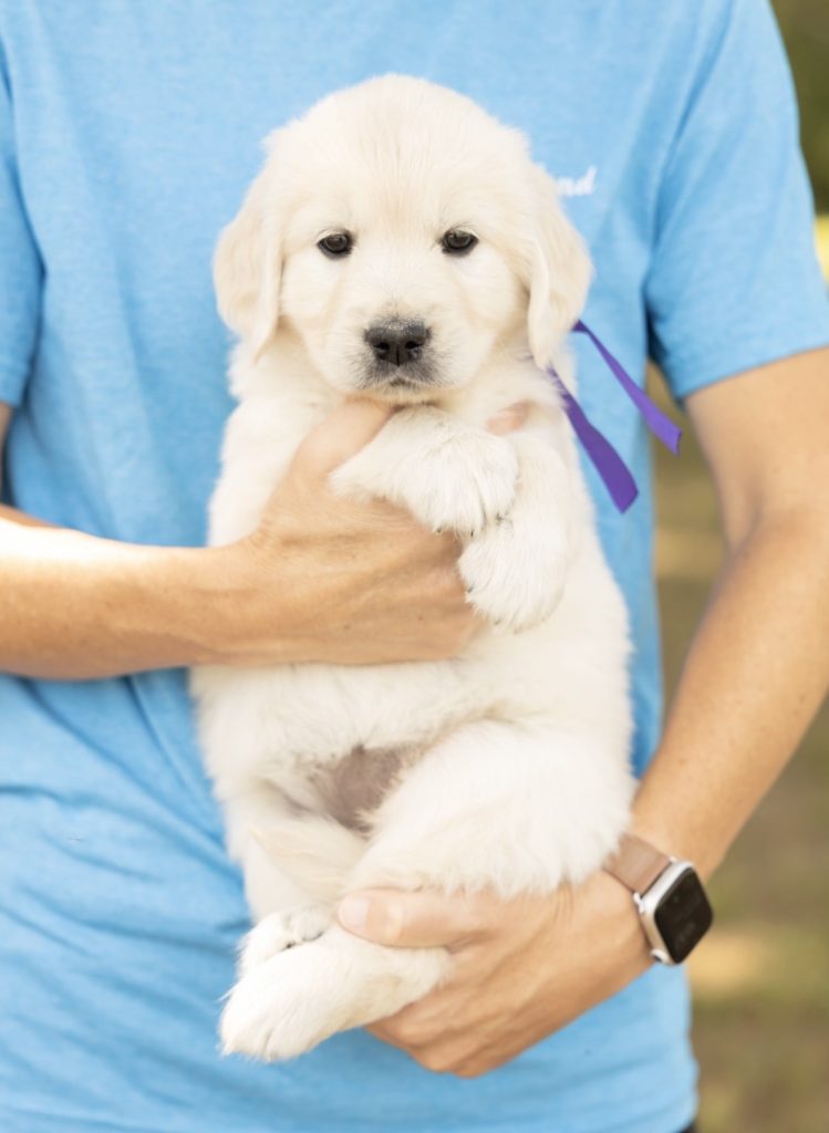 a person holding a puppy