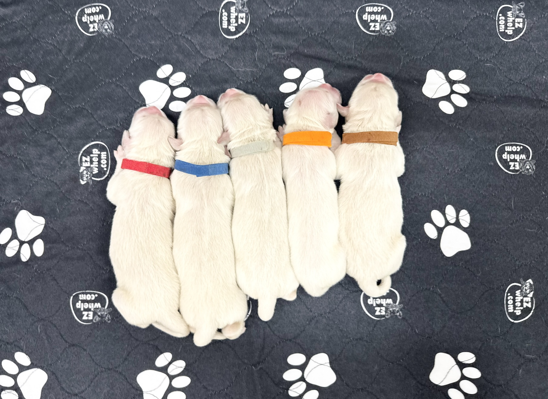 a group of puppies lying on a blanket