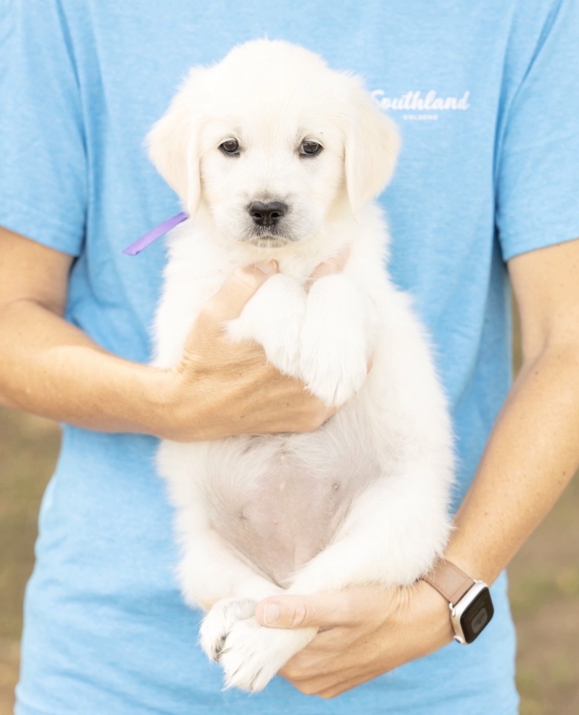 a person holding a puppy