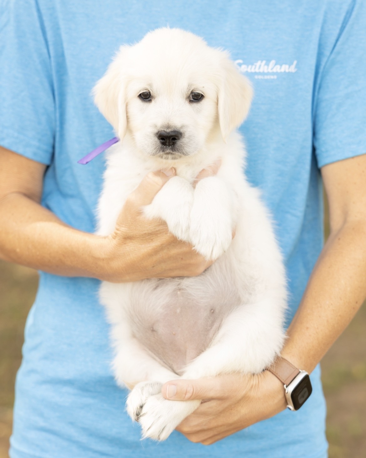 a person holding a puppy